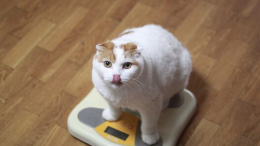 Obésité du chat – Symptômes et remèdes