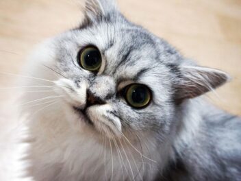 3 raisons d’adopter un chat Persan