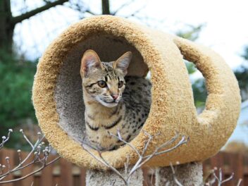 3 raisons d’adopter un chat Savannah