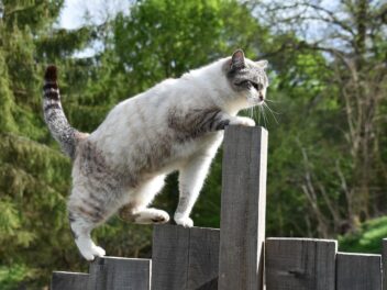 En Suède, la stérilisation obligatoire pour les chats qui sortent
