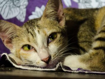 Comment savoir un chat est triste ?