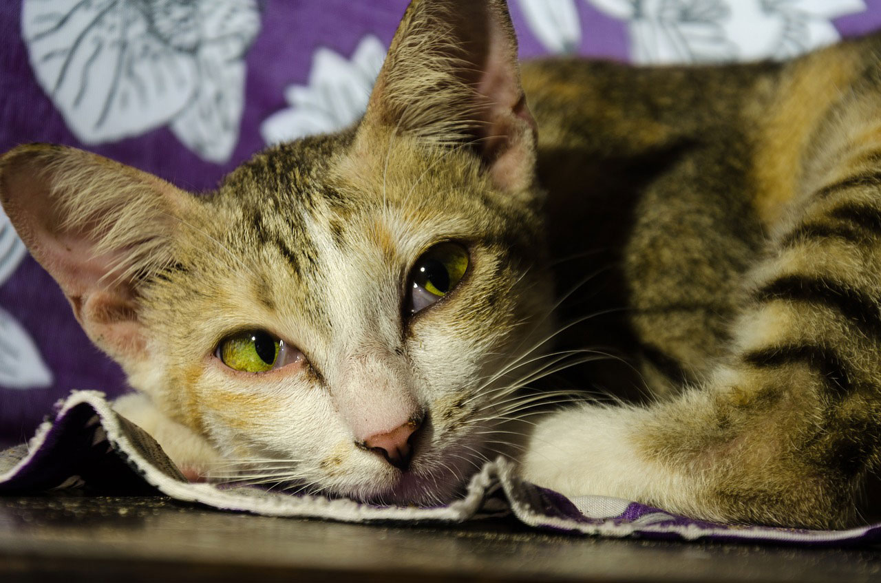 Comment savoir un chat est triste ?