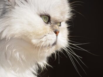 8 races de chats au visage plat ou aplati