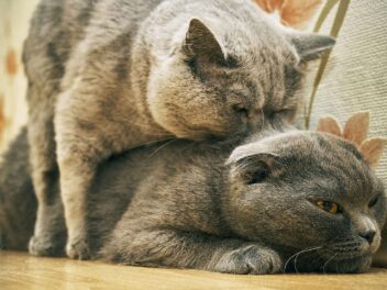 Chatte en chaleur – Comment le savoir
