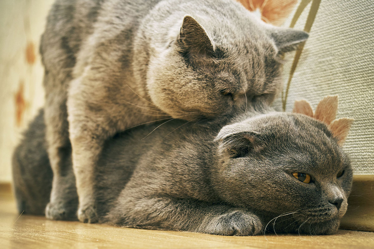 Chatte en chaleur – Comment le savoir