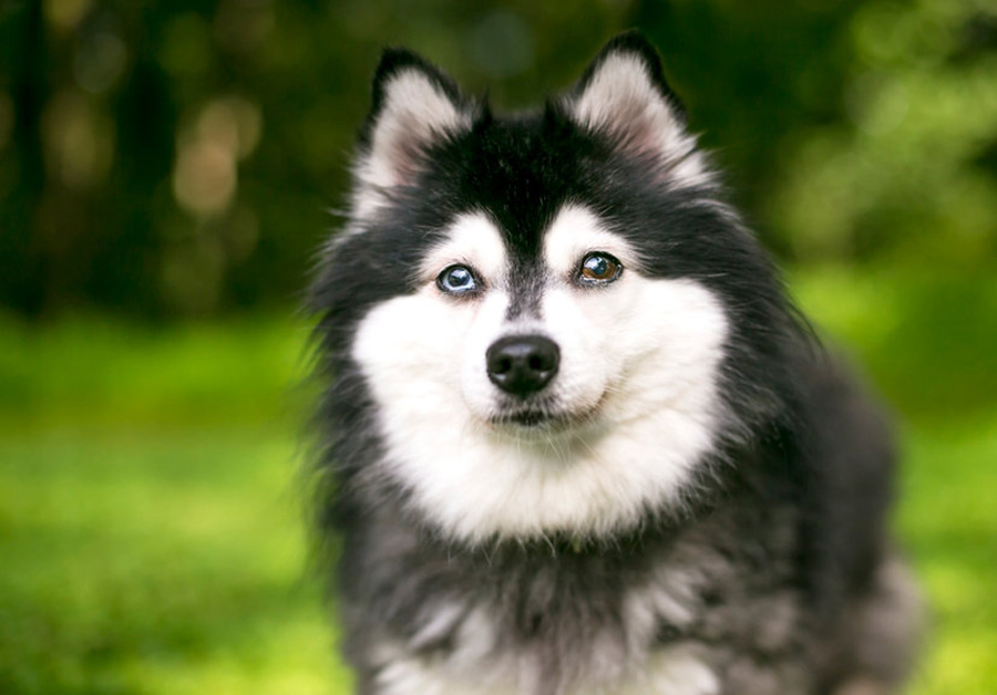 chien Alaskan Klee Kai