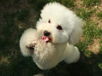 4 types de chiens bichon