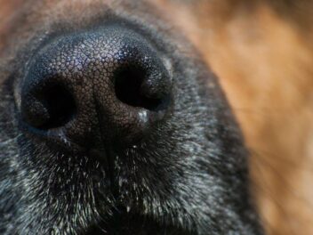 Les chiens pourront-ils nous aider à détecter le coronavirus ? Des tests très bientôt !