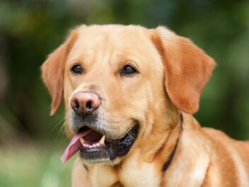 3 raisons d’adopter un Labrador