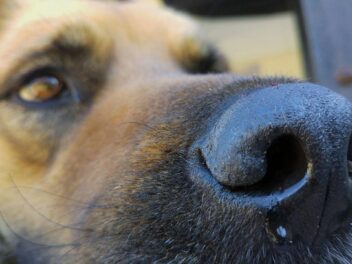 Votre chien peut-il être porteur du Coronavirus ?