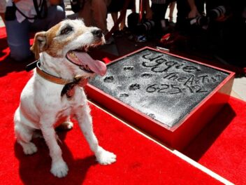 Le chien Uggie de « The Artist » reçoit la Palme Dog