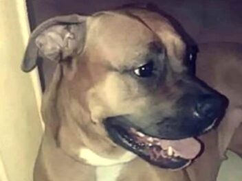 Maltraitance animale: une chienne poignardée et jetée du 3ème étage