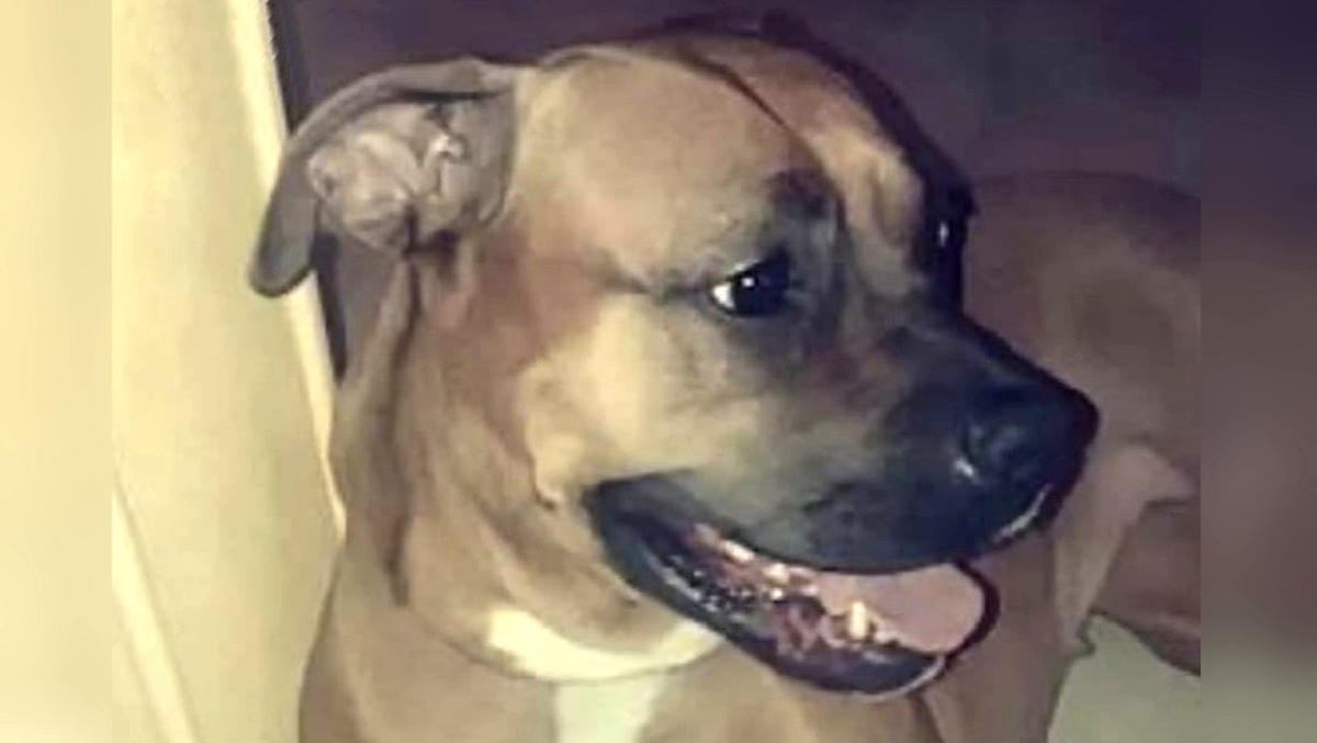 Maltraitance animale: une chienne poignardée et jetée du 3ème étage