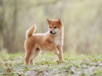 5 races de chiens japonais