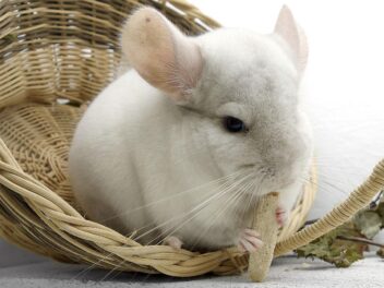 Adopter un chinchilla – 3 qualités qui vont vous faire craquer