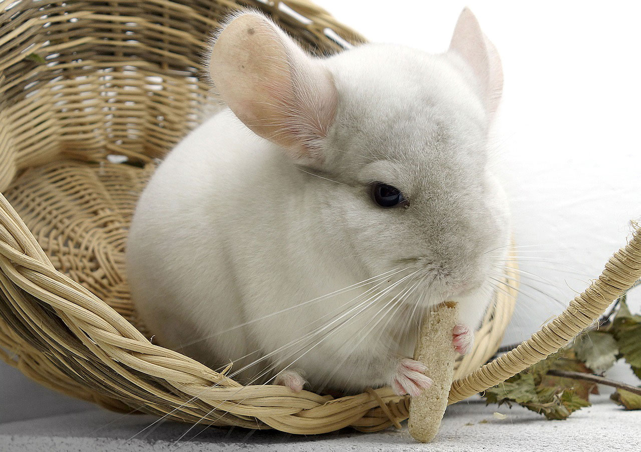 Adopter un chinchilla – 3 qualités qui vont vous faire craquer