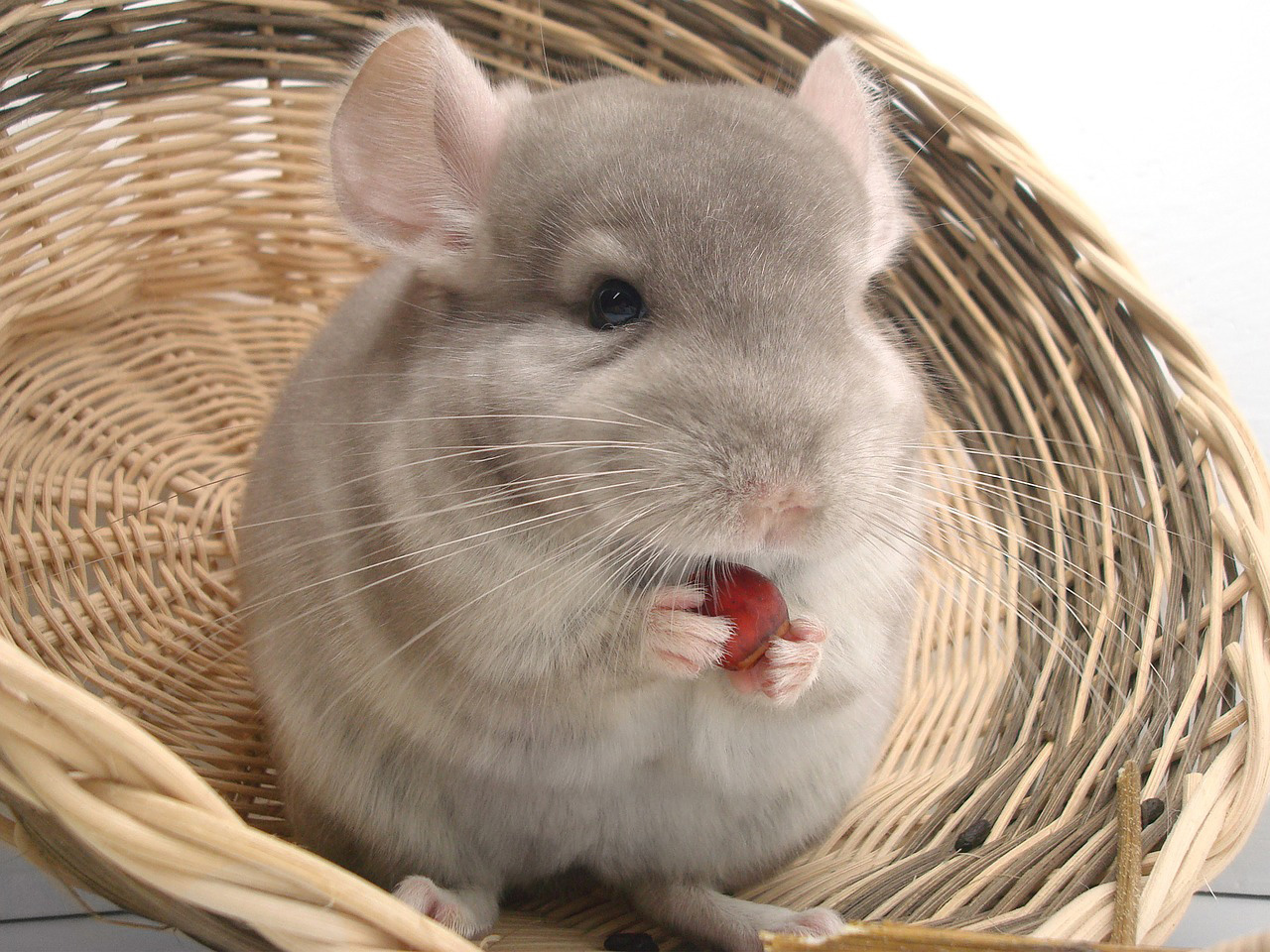Le chinchilla : Un animal attachant