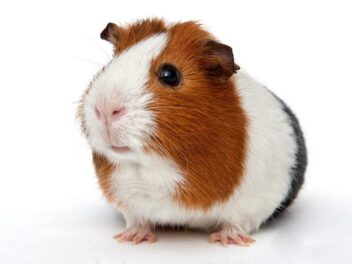 Le cochon d&rsquo;Inde : adopter et élever un cochon d&rsquo;Inde à la maison