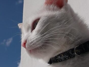 Collier d&rsquo;identification pour chat : quelle est son utilité pour votre animal ?