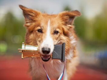 Confirmer le pedigree de son chien