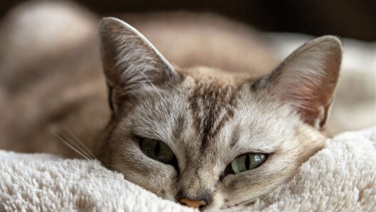 7 conseils pour rendre votre chat heureux