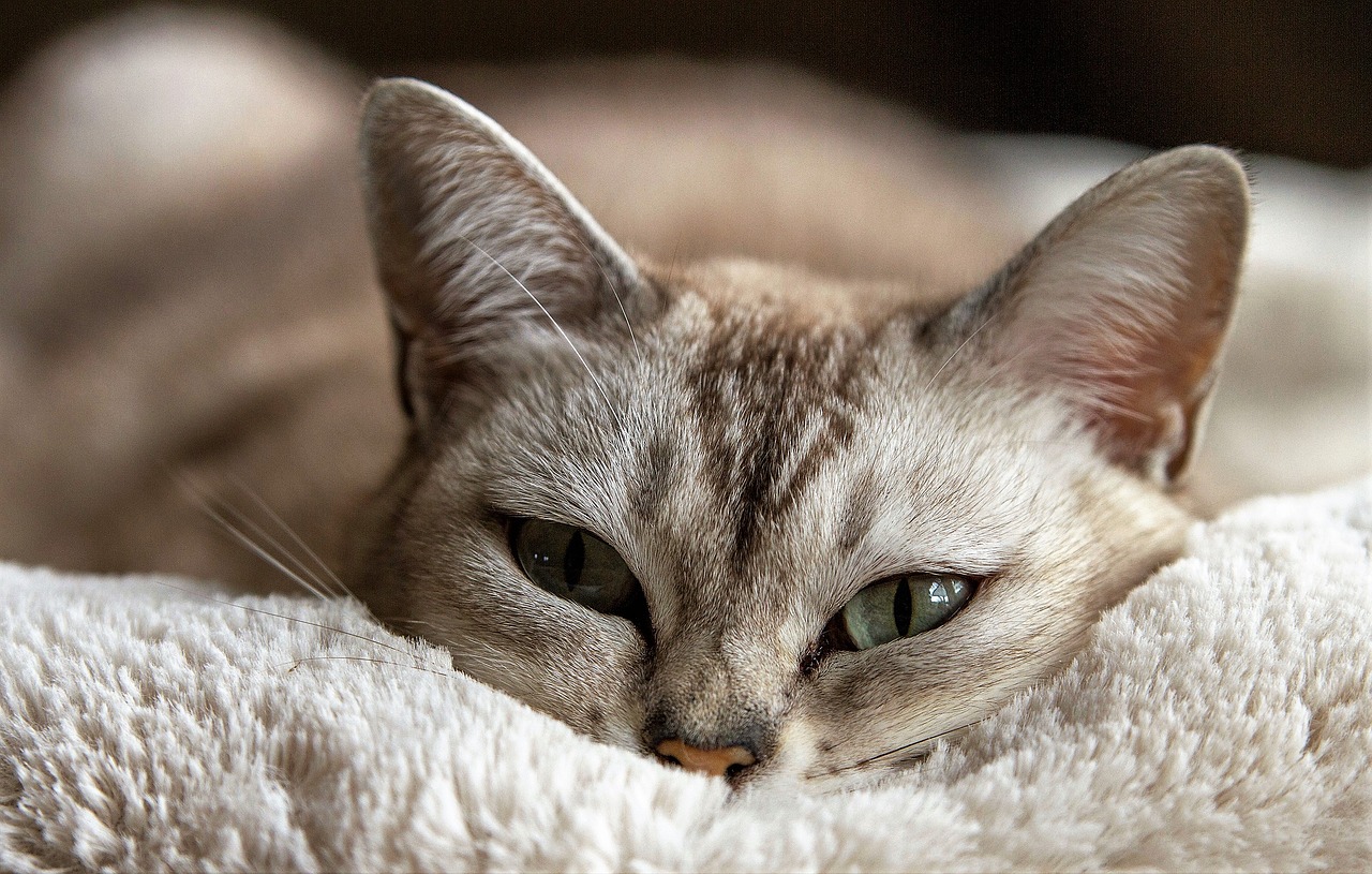 7 conseils pour rendre votre chat heureux