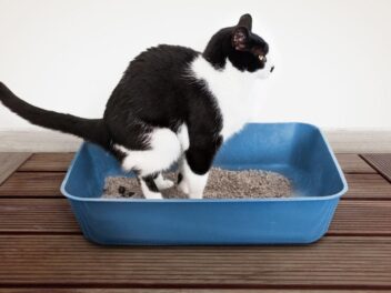 Constipation du chat : symptômes et prévention