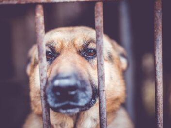 La cruauté animale punie de 5 ans de prison en Angleterre