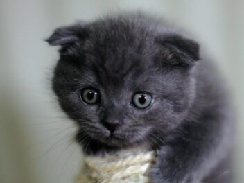 Scottish Fold ou Straight : quelle différence ?
