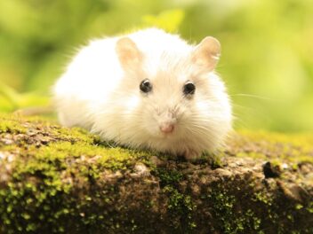 Quelles différences entre le cobaye, le hamster et le cochon d&rsquo;Inde ?