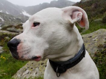 3 raisons d’adopter un Dogue Argentin