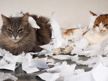 Dresser son chat : est-ce possible ?