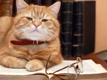 Durée de vie d&rsquo;un chat