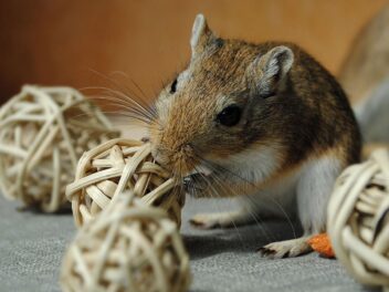 Durée de vie d&rsquo;une gerbille