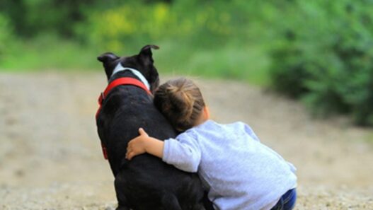 Animal de compagnie : 3 questions à vous poser avant d’en prendre