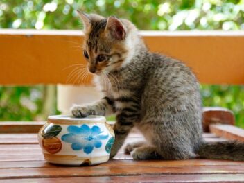 Éduquer son chat : 5 conseils