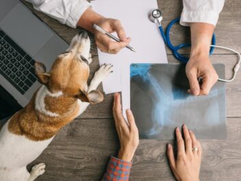 Chiens et chats de race : comment évaluer le budget santé ?
