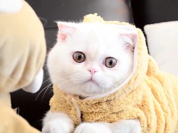 3 raisons d’adopter un Exotic Shorthair