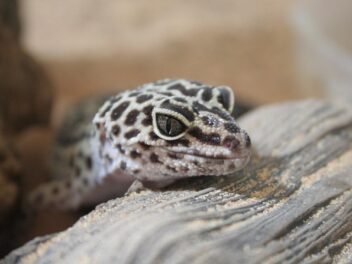 Le Gecko : les 5 espèces