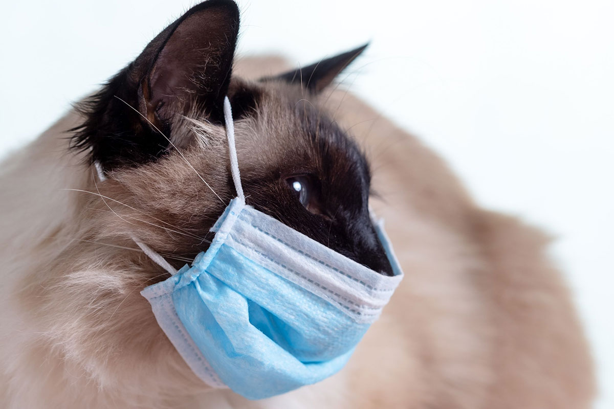 La grippe féline – Symptômes et remèdes