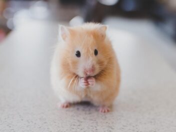 Le hamster : Un petit rongeur doux et facile d&rsquo;entretien