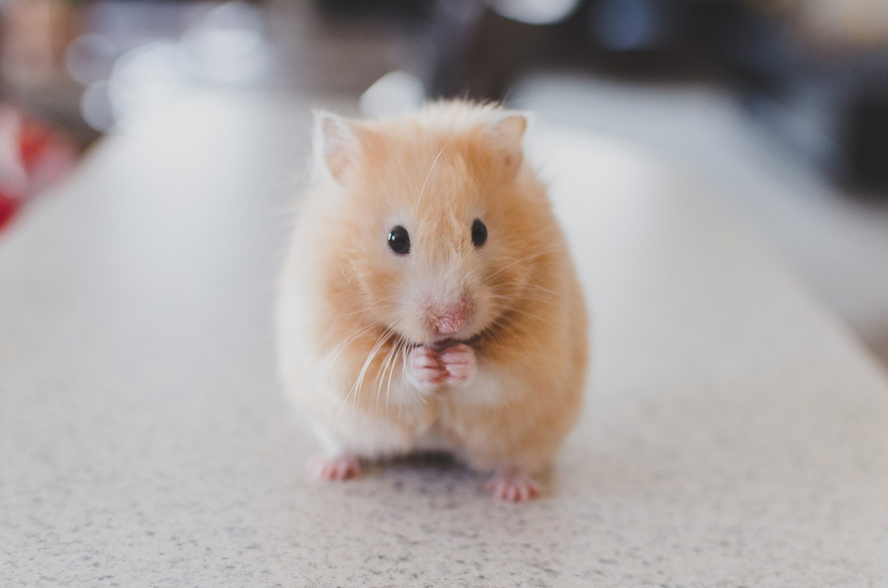 Le hamster : Un petit rongeur doux et facile d&rsquo;entretien