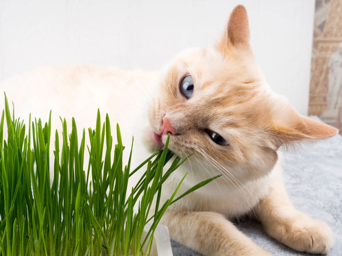 Herbe à chat : 5 choses à savoir absolument
