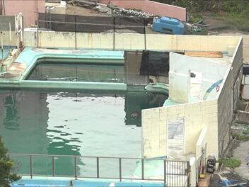 Honey le dauphin abandonné en captivité et mort après 2 ans de solitude