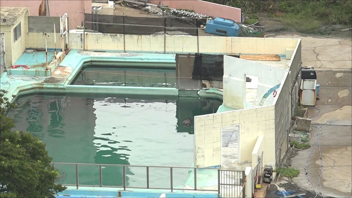 Honey le dauphin abandonné en captivité et mort après 2 ans de solitude