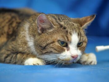 Insuffisance rénale du chat – Symptômes et remèdes