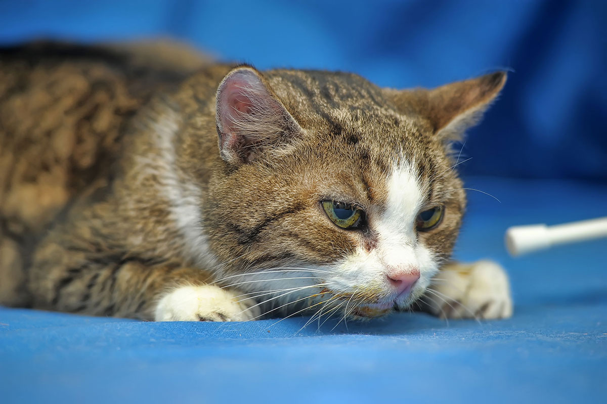 Insuffisance rénale du chat – Symptômes et remèdes