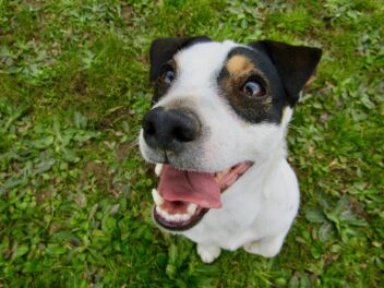 3 raisons d’adopter un Jack Russel