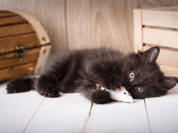 Jouets pour chat : Quels sont les préférés