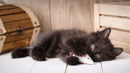 Jouets pour chat : Quels sont les préférés